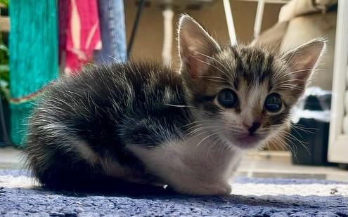 Matilda, gata de porte pequeno para adoção em Ribeirão Preto - SP