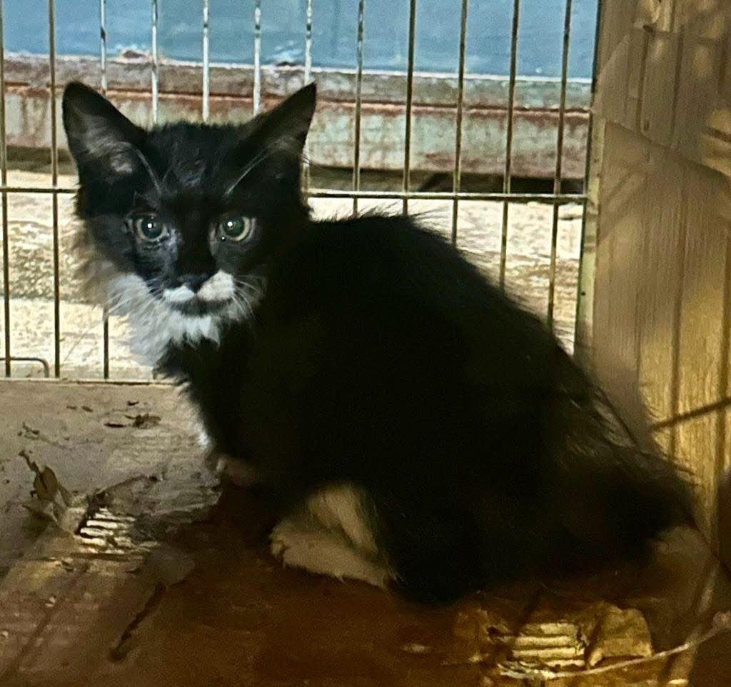 Frajolinhaa, gata de porte pequeno para adoção em Ribeirão Preto - SP