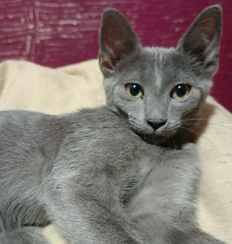 Cristal, gata de porte pequeno para adoção em Ribeirão Preto - SP