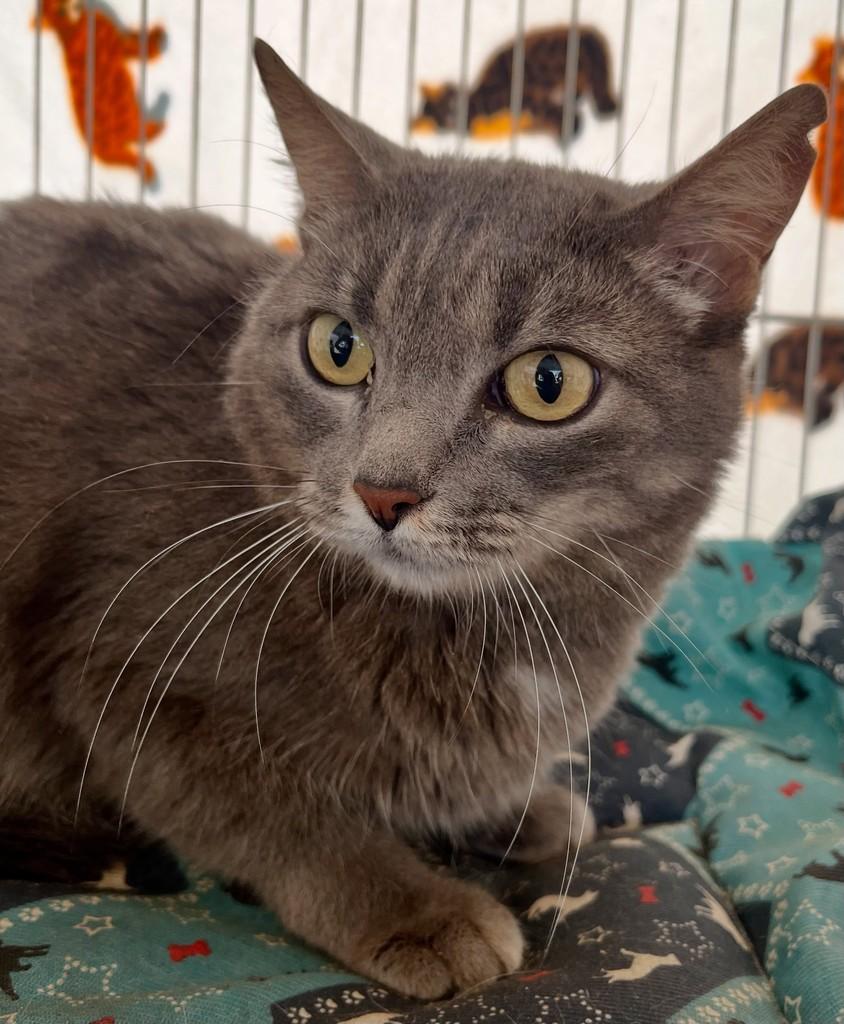 Cinzinha, gata de porte médio para adoção em Ribeirão Preto - SP