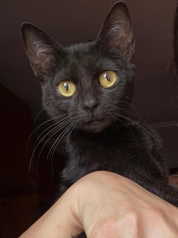 Pretinhalinda, gata de porte pequeno para adoção em Ribeirão Preto - SP