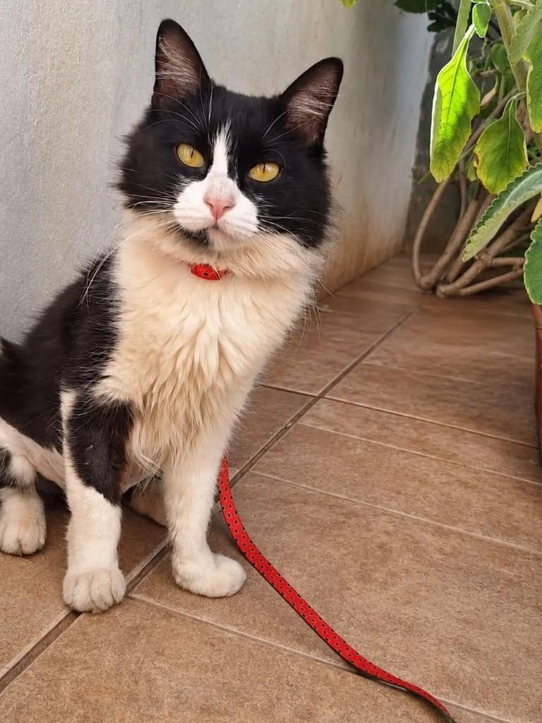 Princesinha, gata de porte médio para adoção em Ribeirão Preto - SP