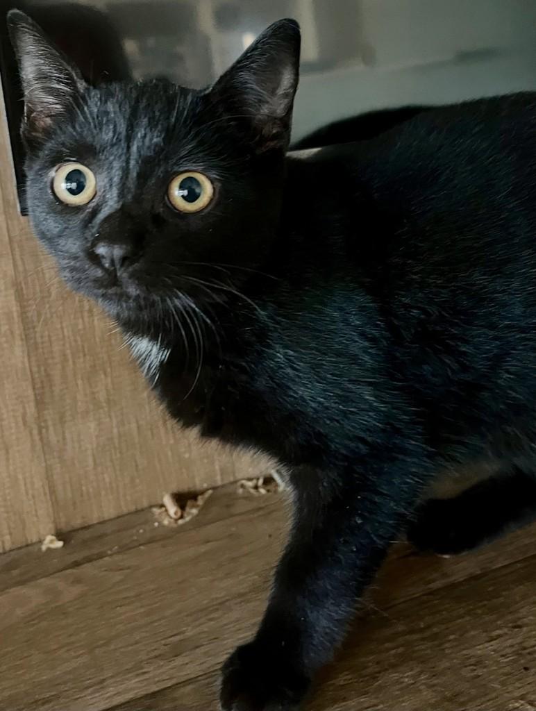 Alice, gata de porte pequeno para adoção em Ribeirão Preto - SP