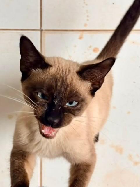 Siamês Vesguinho, gato de porte pequeno para adoção em Ribeirão Preto - SP