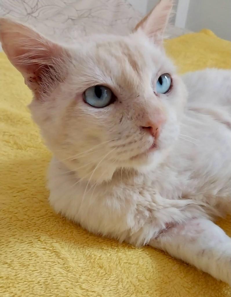 Gatão, gato para adoção em Ribeirão Preto - SP