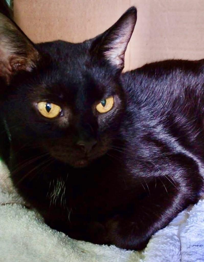 Pretinha, gata de porte médio para adoção em Ribeirão Preto - SP