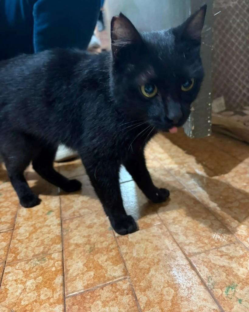 Banguela, gata de porte pequeno para adoção em Ribeirão Preto - SP