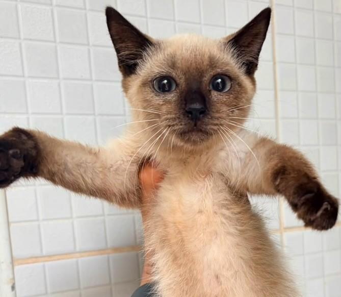 Fiona, gata de porte pequeno para adoção em Ribeirão Preto - SP