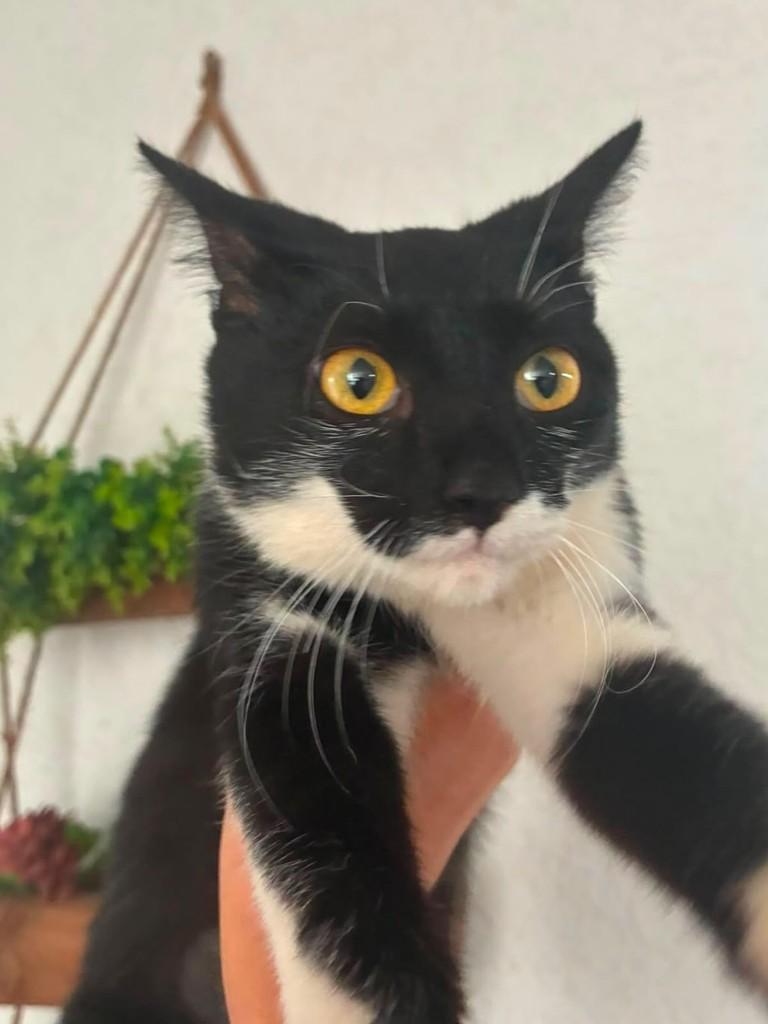 Frajola, gato para adoção em Ribeirão Preto - SP