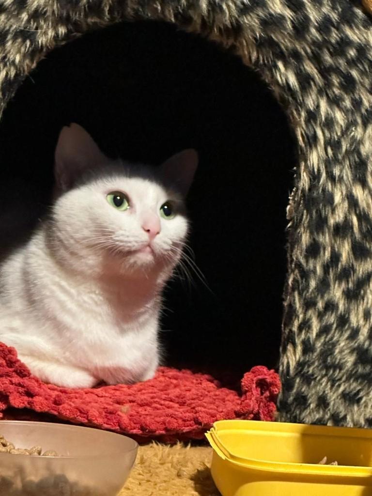 Felicia, gata de porte pequeno para adoção em Ribeirão Preto - SP