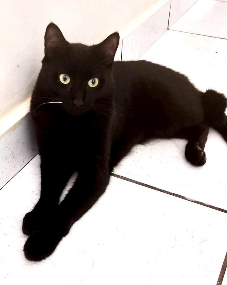 Pretinho, gato de porte médio para adoção em Ribeirão Preto - SP
