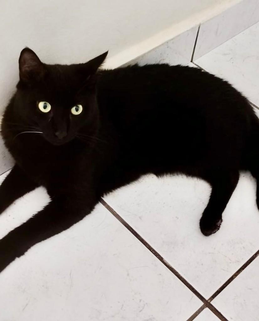 Pretinho, gato de porte médio para adoção em Ribeirão Preto - SP — foto 2 de 2