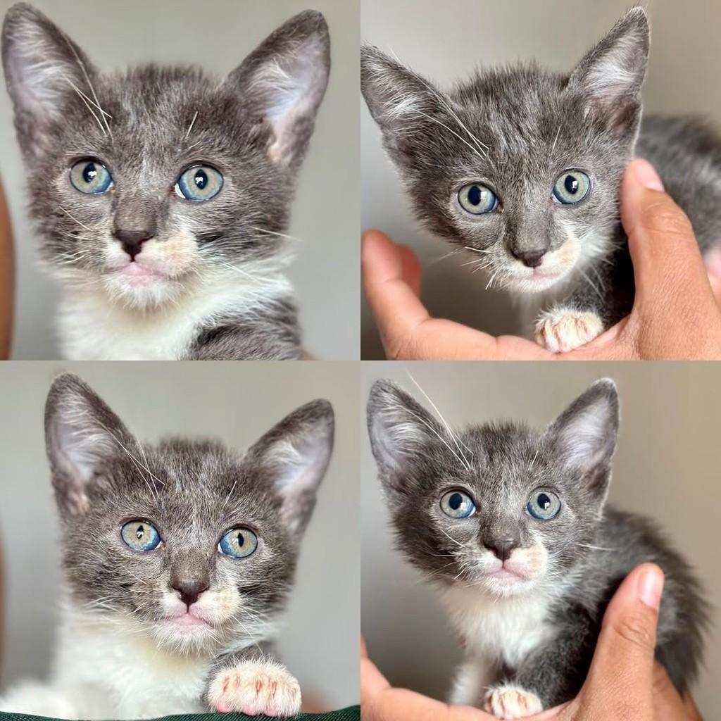 Siriús, gato de porte pequeno para adoção em Ribeirão Preto - SP