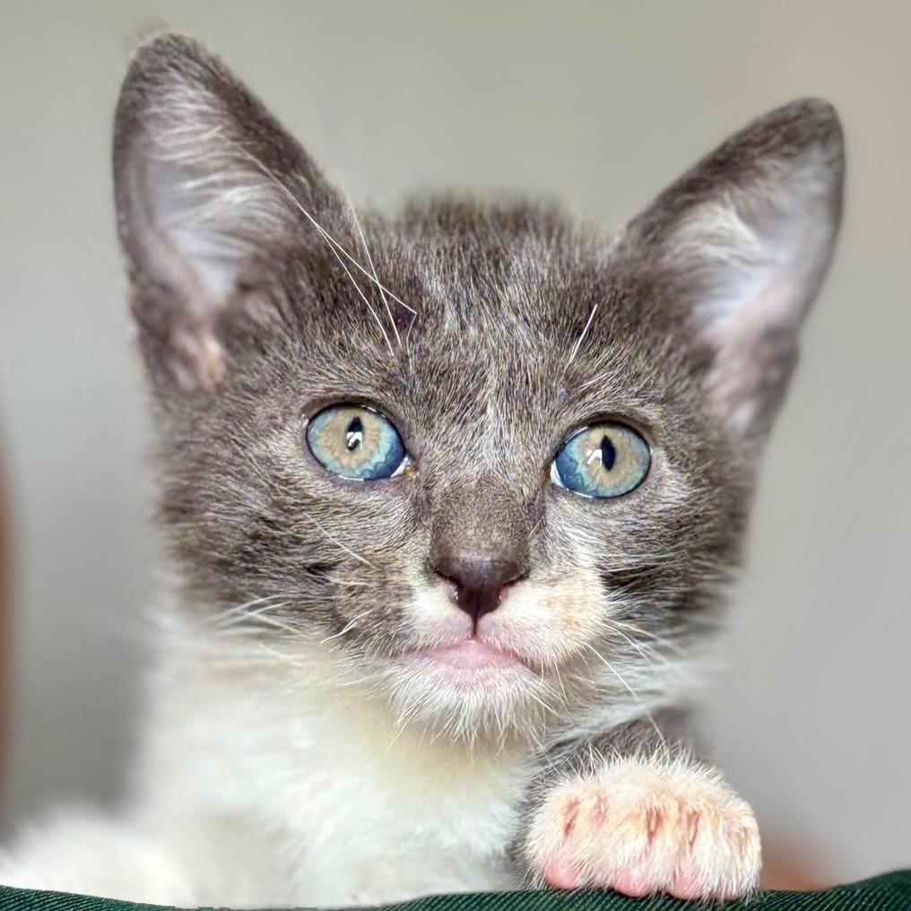Siriús, gato de porte pequeno para adoção em Ribeirão Preto - SP — foto 2 de 8