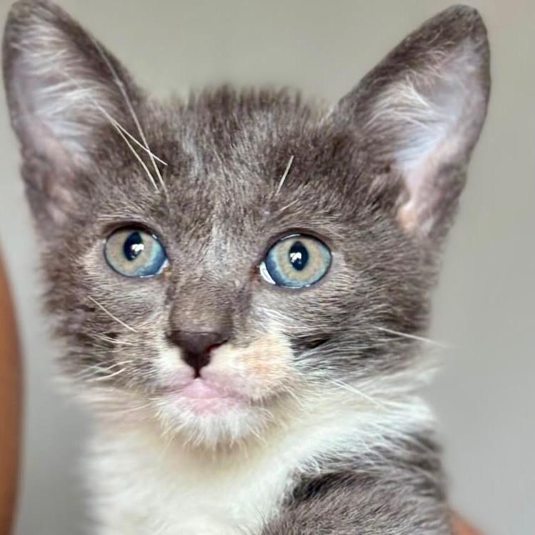 Siriús, gato de porte pequeno para adoção em Ribeirão Preto - SP — foto 3 de 8