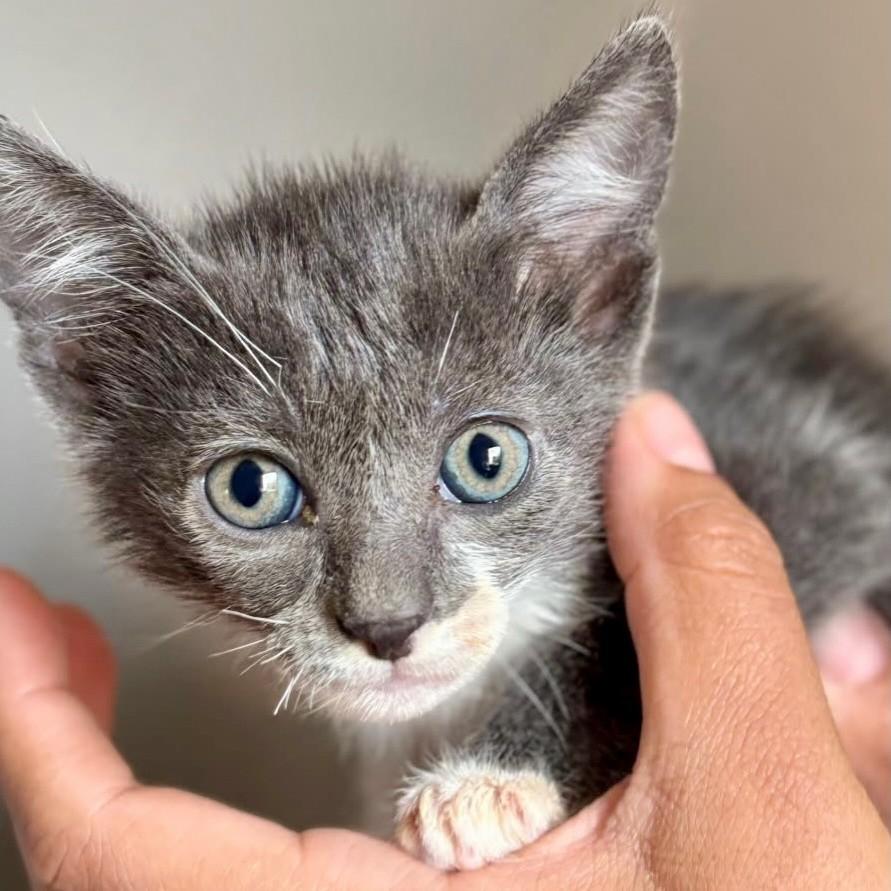Siriús, gato de porte pequeno para adoção em Ribeirão Preto - SP — foto 4 de 8