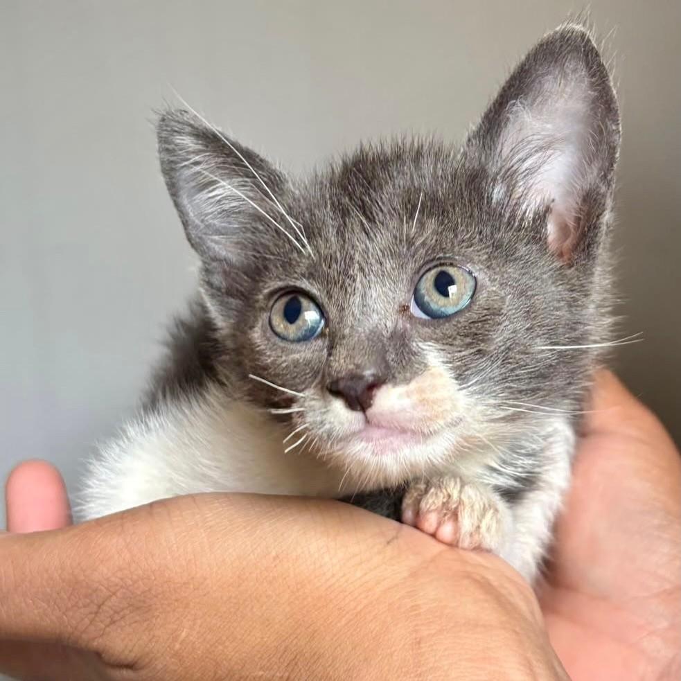 Siriús, gato de porte pequeno para adoção em Ribeirão Preto - SP — foto 5 de 8