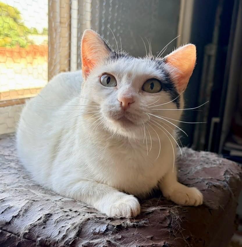 Marietta, gata de porte pequeno para adoção em Ribeirão Preto - SP