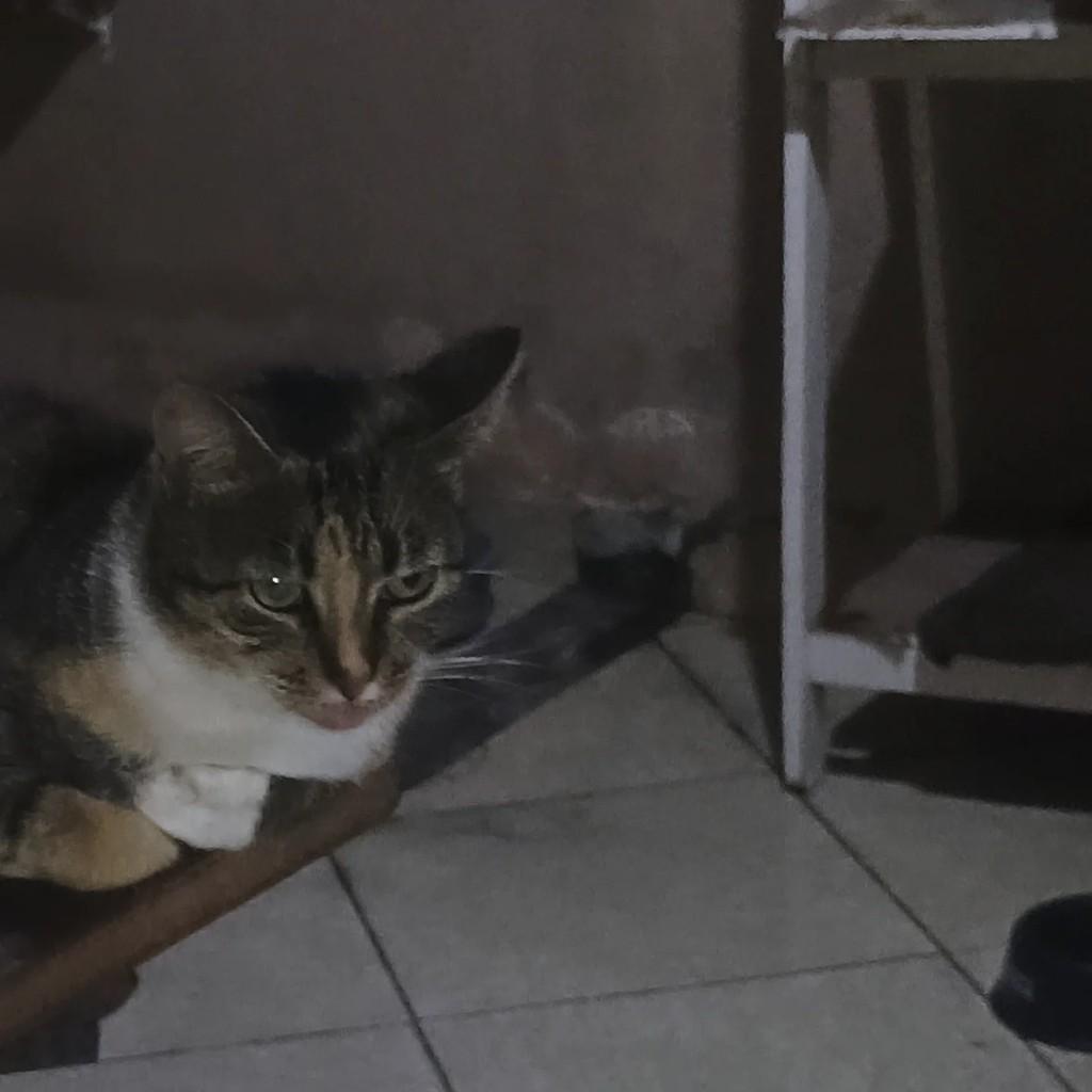 Poliana, gato de porte pequeno para adoção em Guarujá - SP