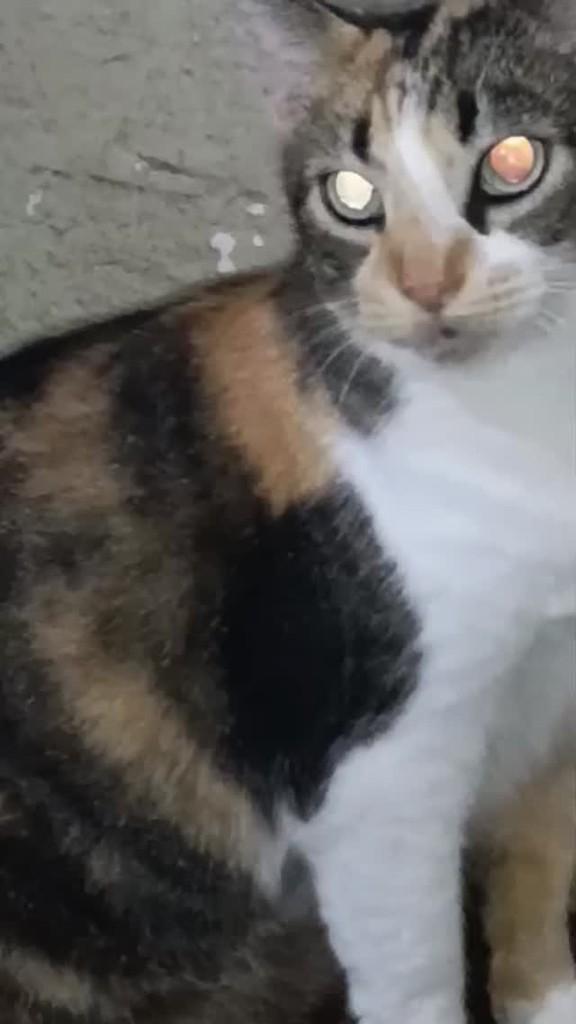 Jade, gata para adoção em Guarujá - SP