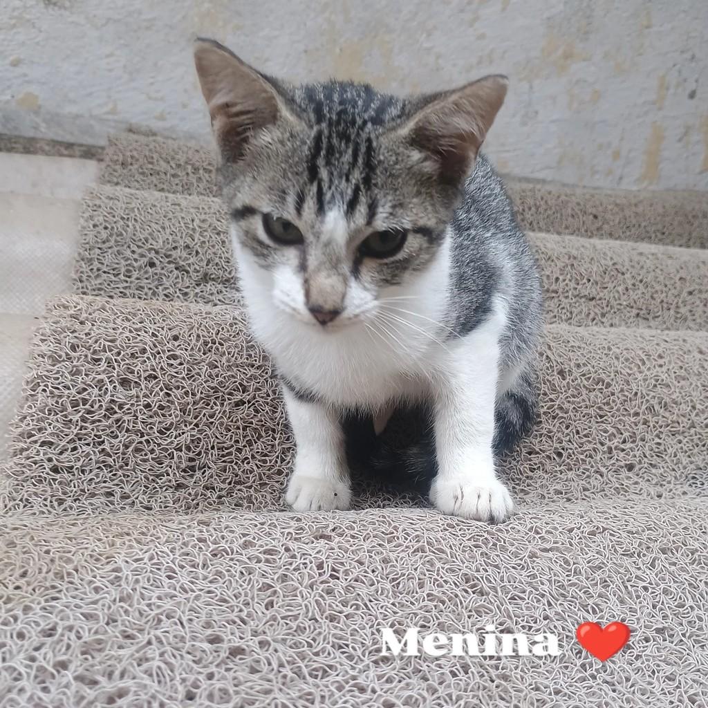 Linda, gata de porte pequeno para adoção em Guarujá - SP