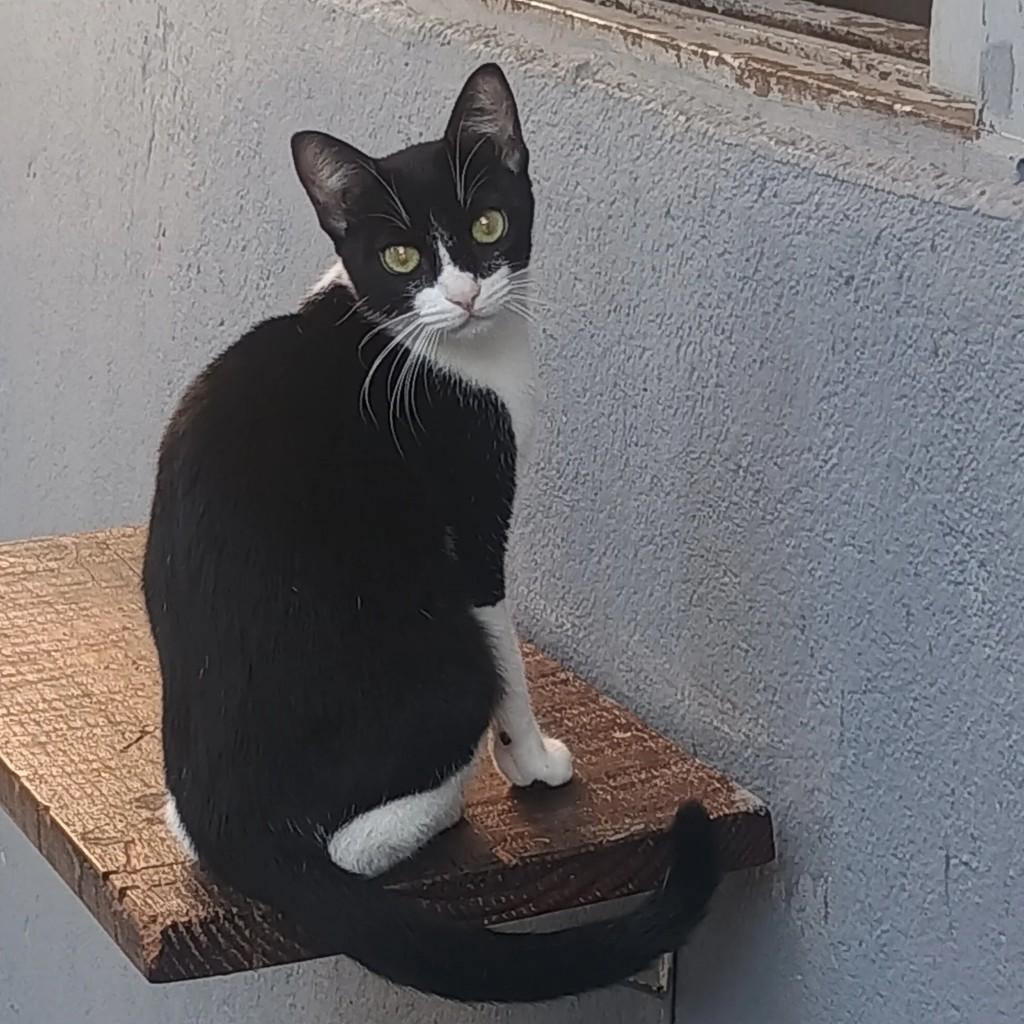 Linda Frajola, gato de porte pequeno para adoção em Guarujá - SP