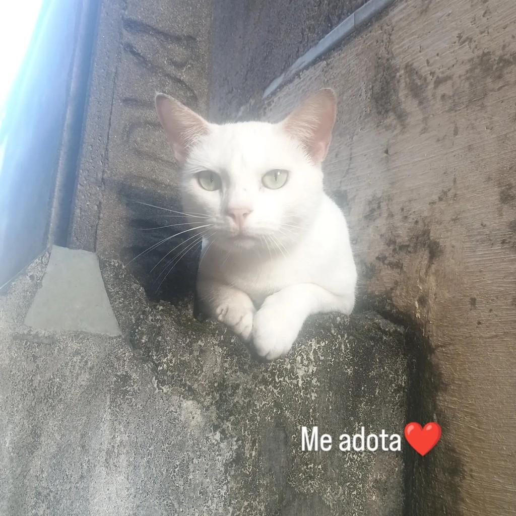 Linda branquinha, gato de porte pequeno para adoção em Guarujá - SP