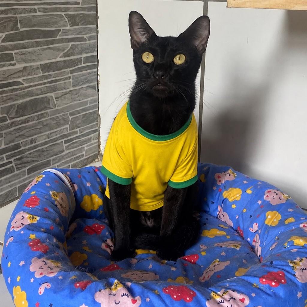 Smoke, gato de porte pequeno para adoção em Recife - PE
