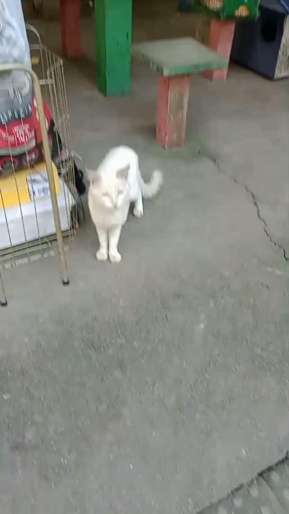 Idoso, gato de porte grande para adoção em Recife - PE