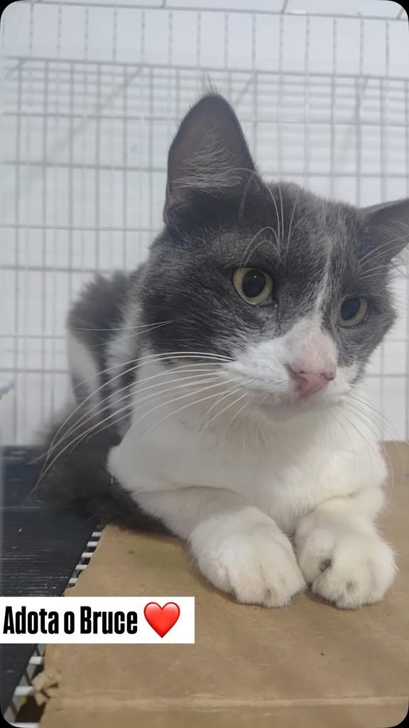 Bruce, gato de porte médio para adoção em Recife - PE
