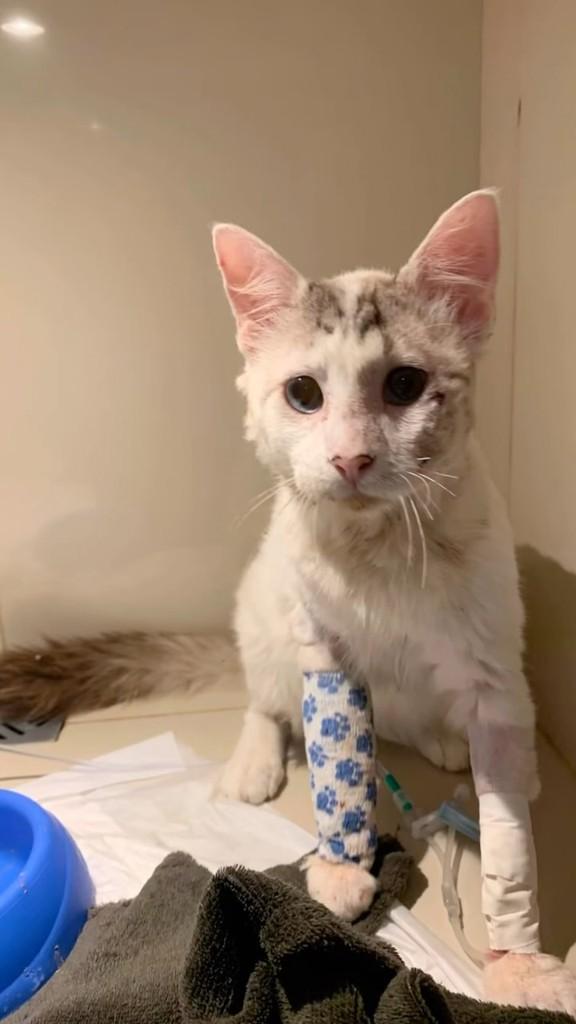 Juno, gato de porte pequeno para adoção em Recife - PE