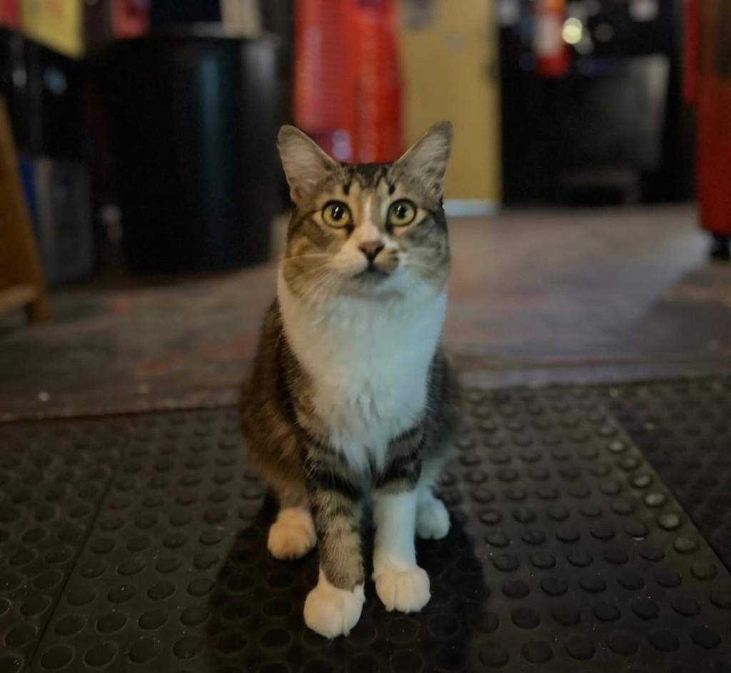 Zé Belengo, gato de porte médio para adoção em Recife - PE