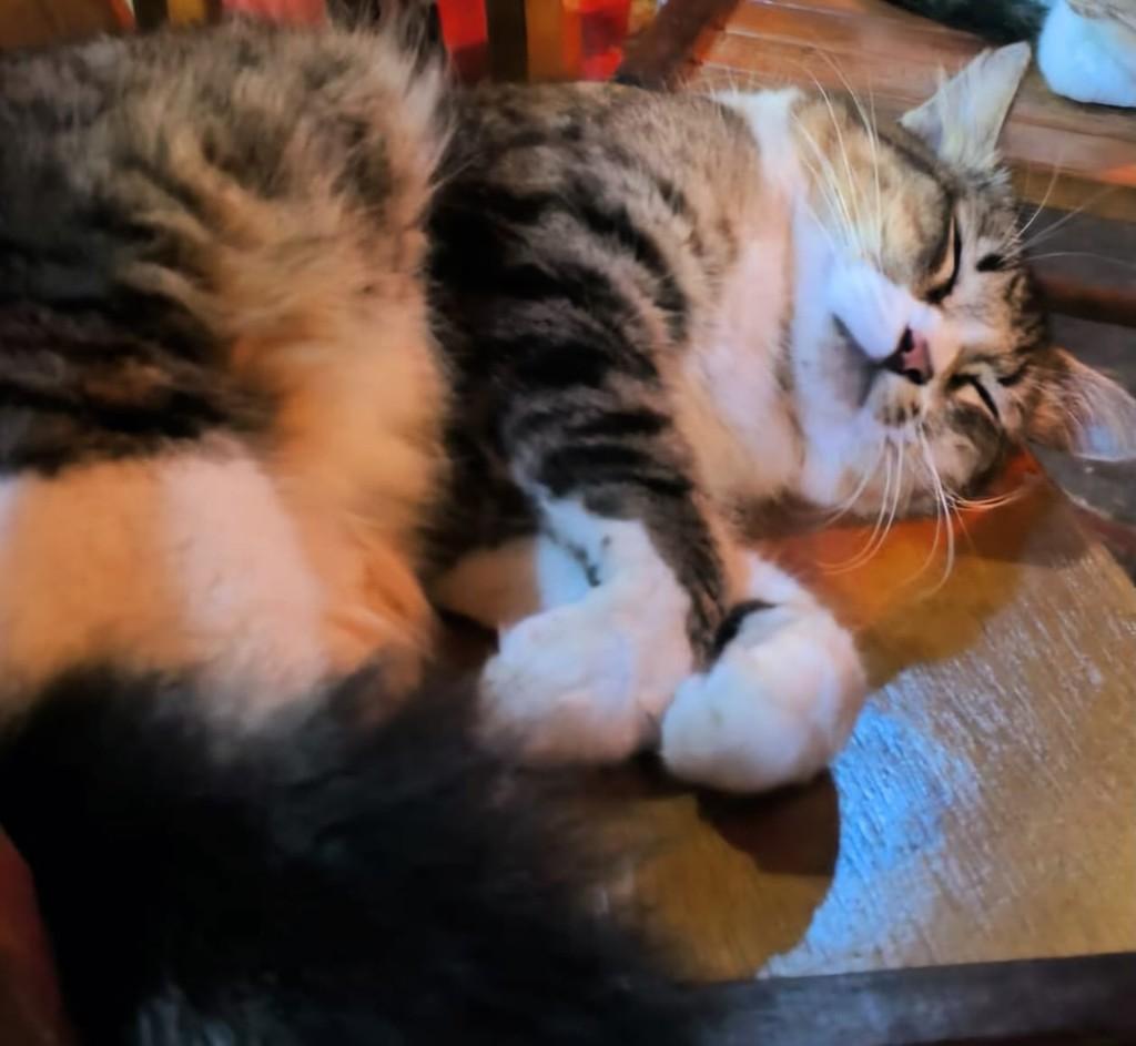 Zé Belengo, gato de porte médio para adoção em Recife - PE — foto 2 de 4