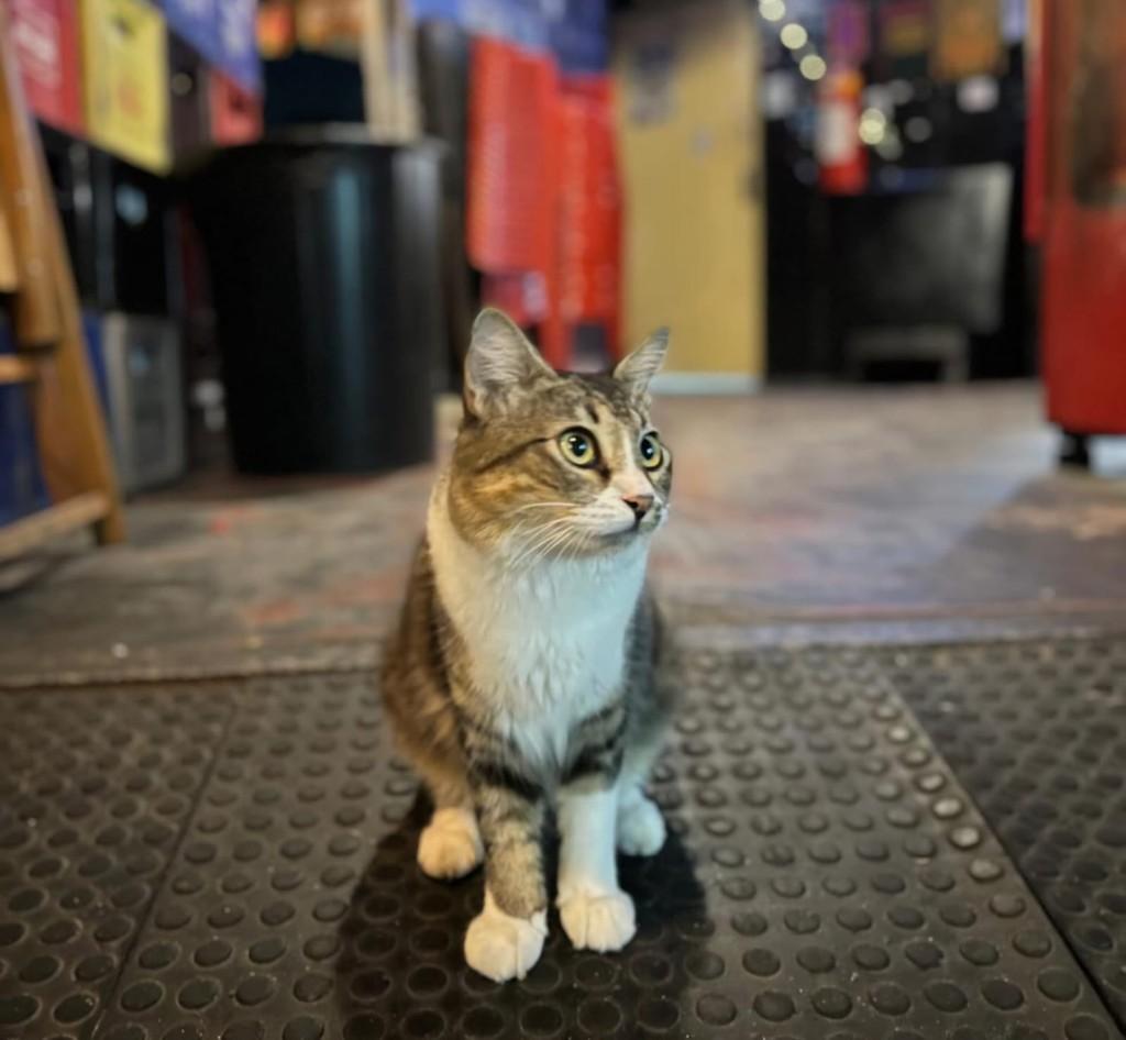 Zé Belengo, gato de porte médio para adoção em Recife - PE — foto 3 de 4