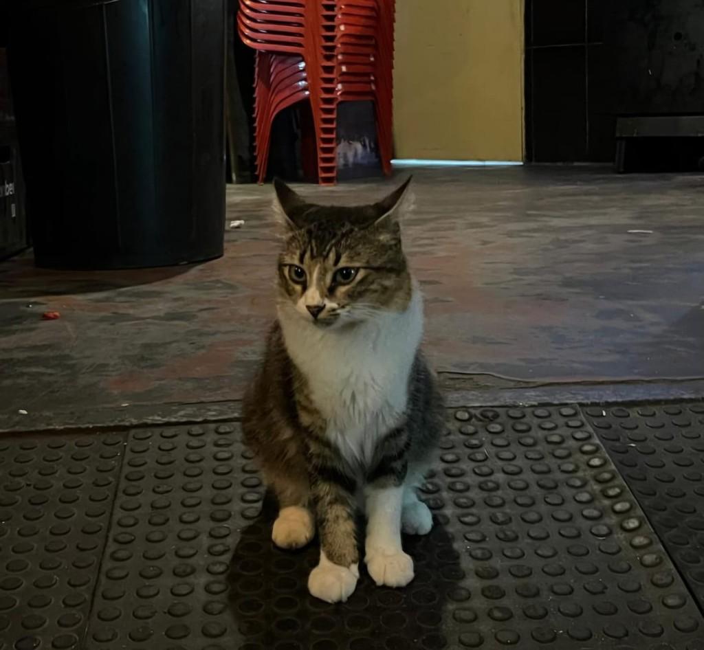 Zé Belengo, gato de porte médio para adoção em Recife - PE — foto 4 de 4