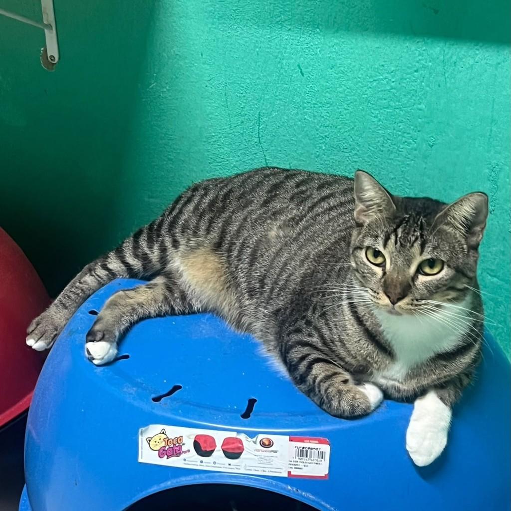 Janaína, gata de porte médio para adoção em Recife - PE — foto 2 de 2