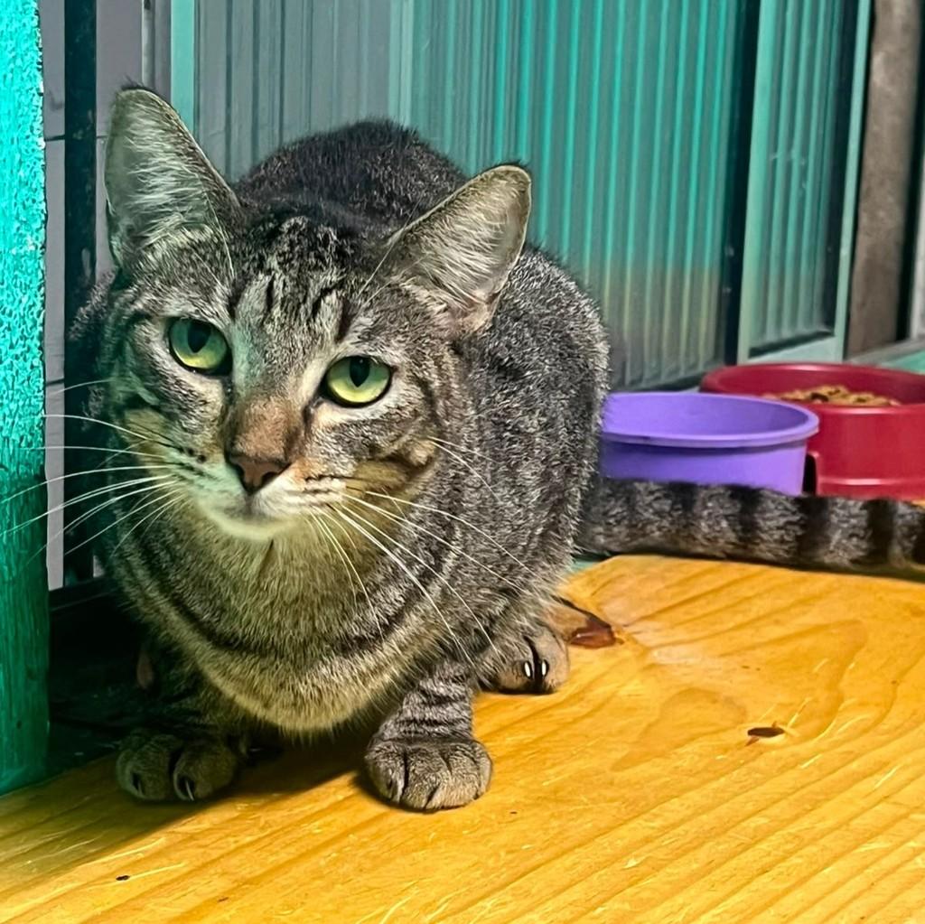 Jane, gata de porte médio para adoção em Recife - PE