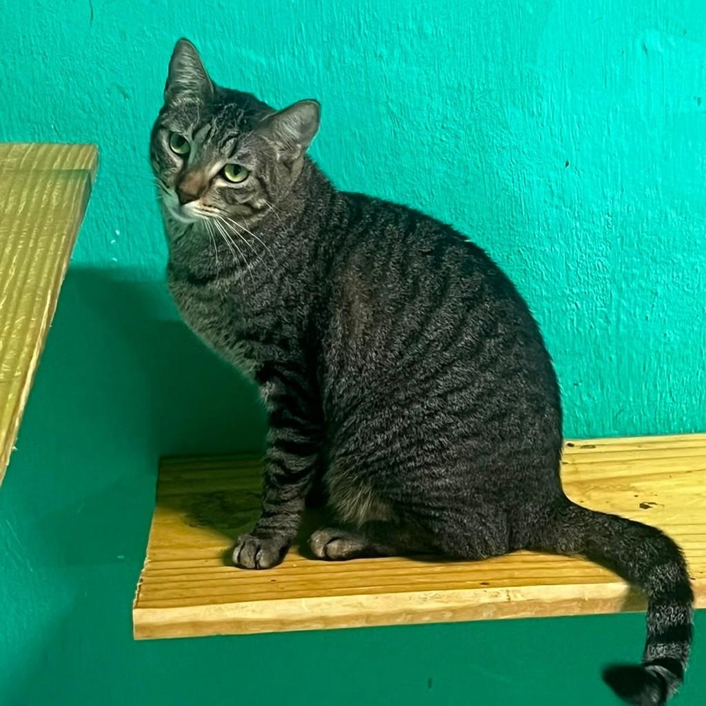 Jane, gata de porte médio para adoção em Recife - PE — foto 2 de 3