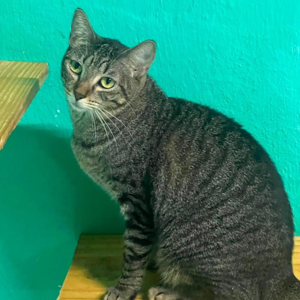 Jane, gata de porte médio para adoção em Recife - PE — foto 3 de 3