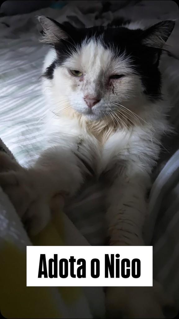 Nico, gato de porte médio para adoção em Recife - PE
