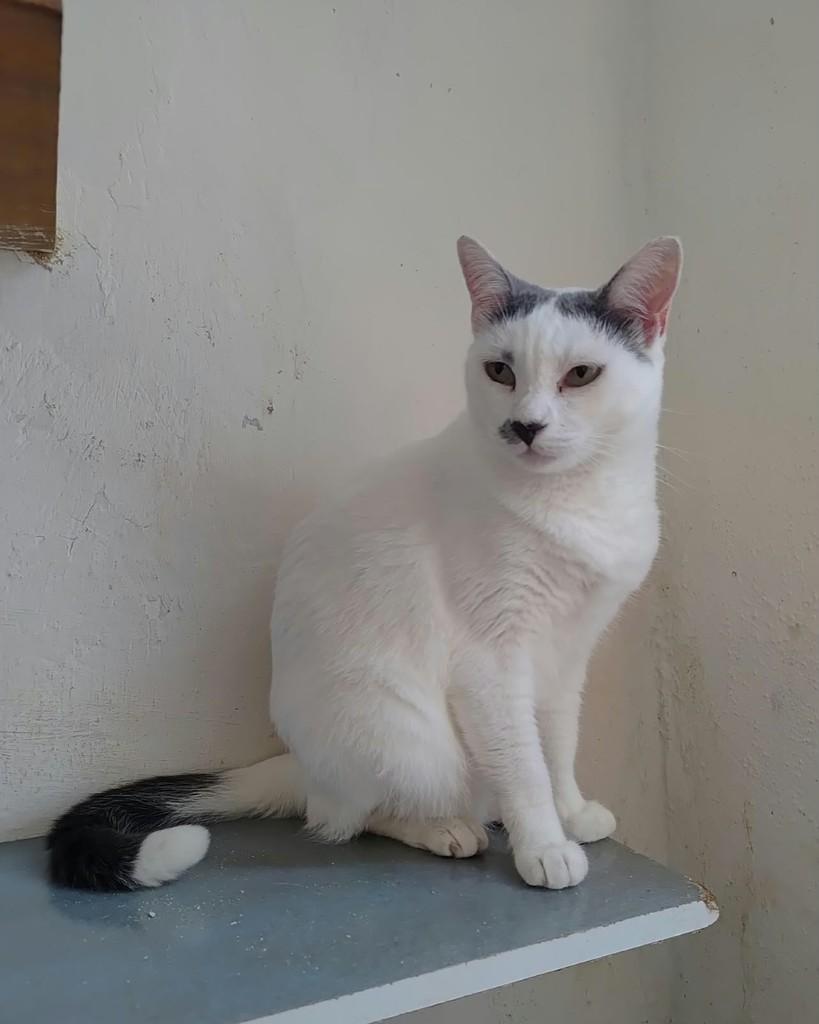 Frida, gata de porte médio para adoção em Recife - PE