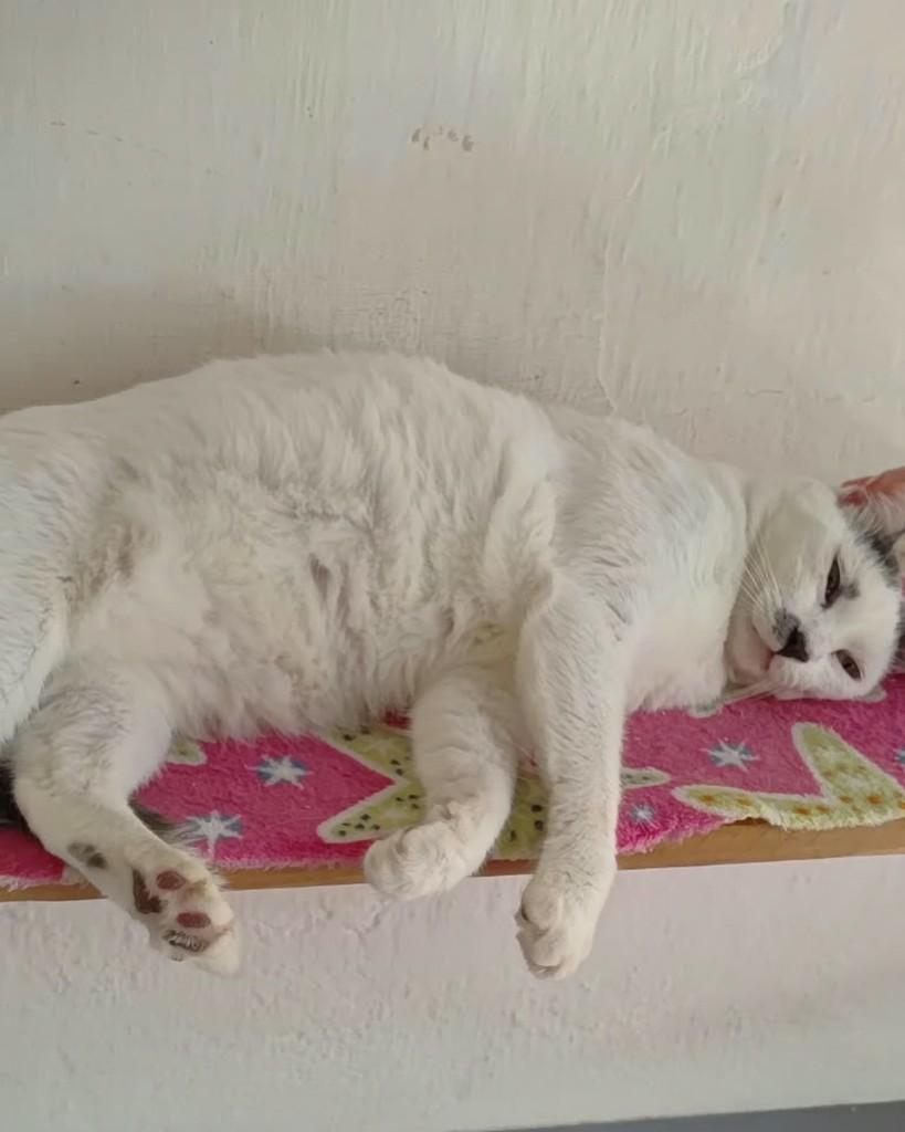 Frida, gata de porte médio para adoção em Recife - PE — foto 2 de 2