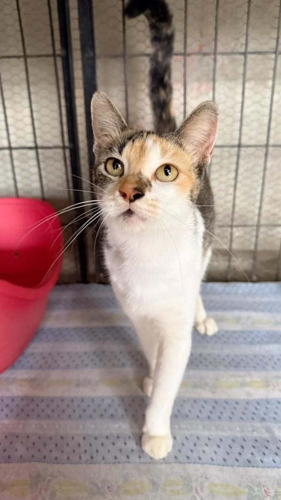 Júlia, gata de porte pequeno para adoção em Recife - PE