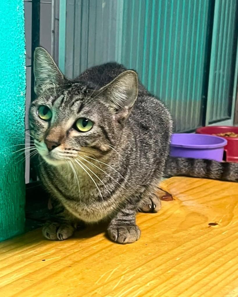 Jana, gata de porte pequeno para adoção em Recife - PE