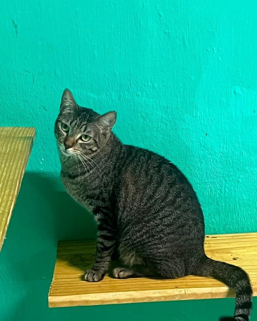 Jana, gata de porte pequeno para adoção em Recife - PE — foto 2 de 3