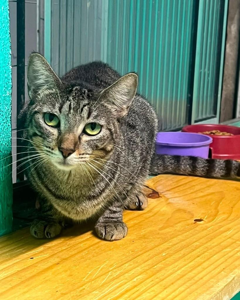 Jana, gata de porte pequeno para adoção em Recife - PE — foto 3 de 3