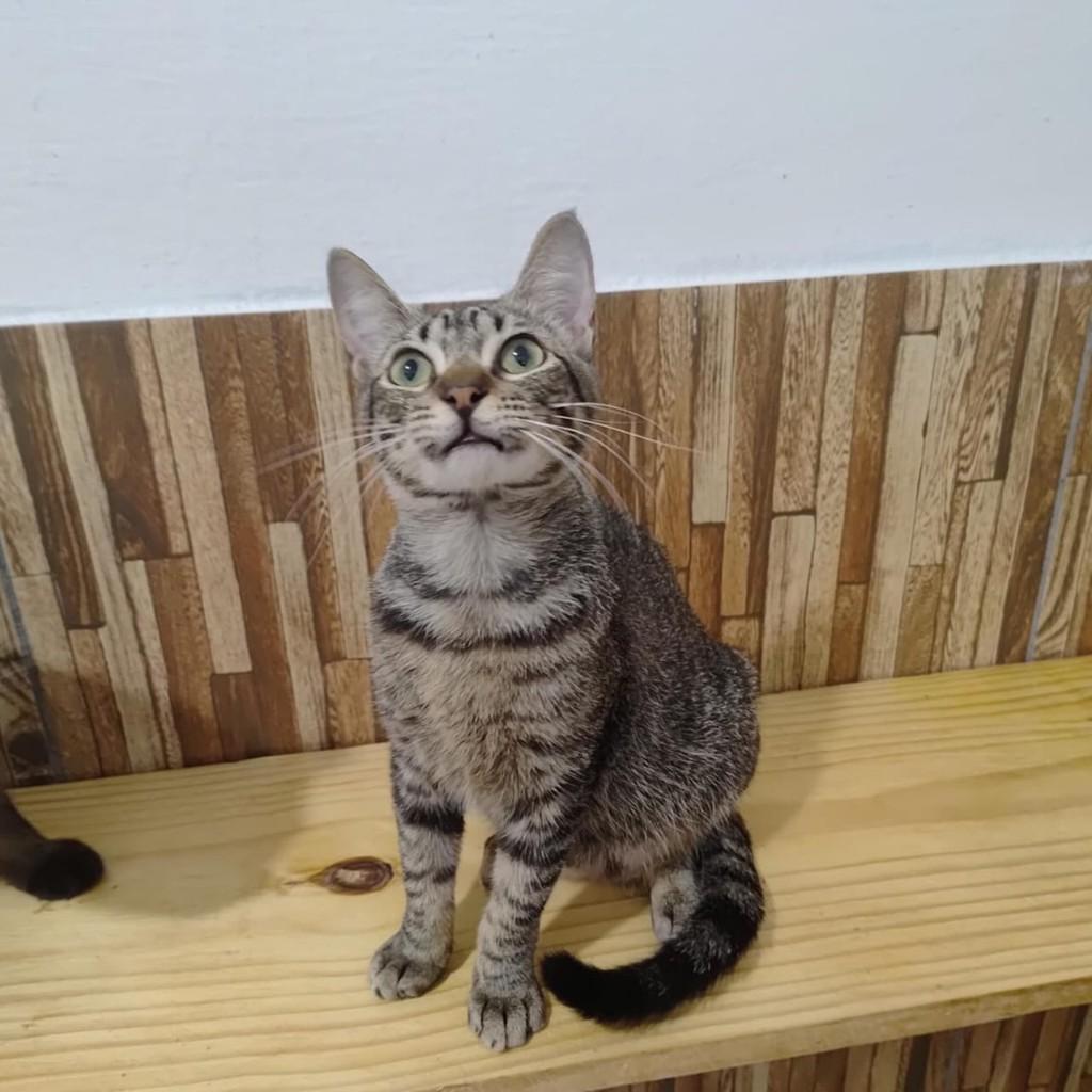 Abraão, gato de porte pequeno para adoção em Recife - PE