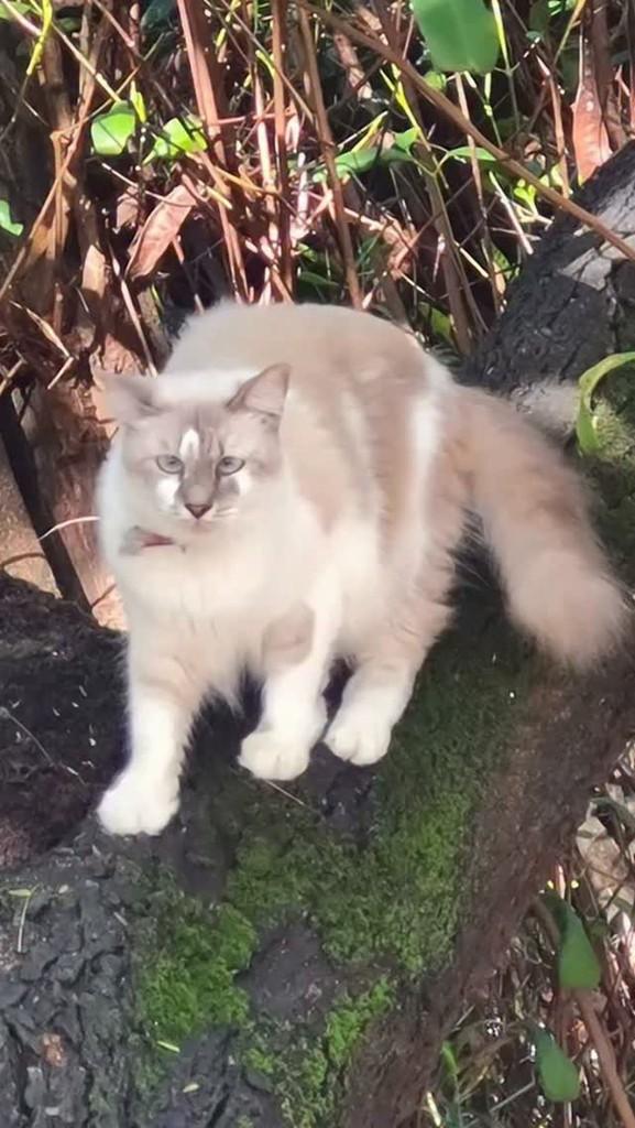 Aurora, gata de porte médio para adoção em Recife - PE