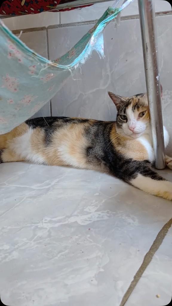 Augusta, gata de porte médio para adoção em Recife - PE