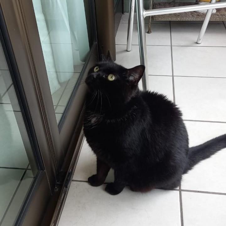 Pretinha, gata de porte pequeno para adoção em Recife - PE